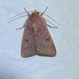 Australothis rubrescens at Jerrabomberra, NSW - 16 Sep 2023