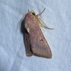 Australothis rubrescens at Jerrabomberra, NSW - 16 Sep 2023