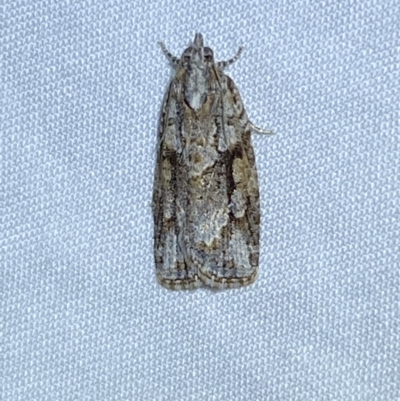 Acropolitis rudisana (Family Tortricinae) at Jerrabomberra, NSW - 15 Sep 2023 by SteveBorkowskis