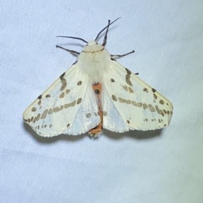 Ardices canescens (Dark-spotted Tiger Moth) at Jerrabomberra, NSW - 15 Sep 2023 by Steve_Bok