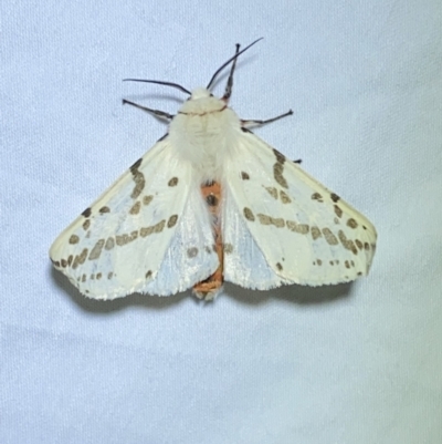 Ardices canescens (Dark-spotted Tiger Moth) at QPRC LGA - 15 Sep 2023 by Steve_Bok