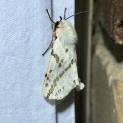 Ardices canescens at Jerrabomberra, NSW - 15 Sep 2023