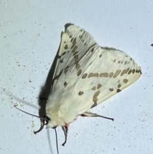 Ardices canescens at Jerrabomberra, NSW - suppressed