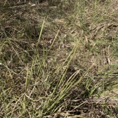 Lomandra (genus) (A Matrush) at Bruce, ACT - 16 Sep 2023 by lyndallh