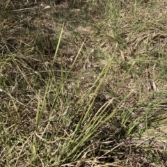 Lomandra sp. (A Matrush) at Bruce Ridge to Gossan Hill - 15 Sep 2023 by lyndallh