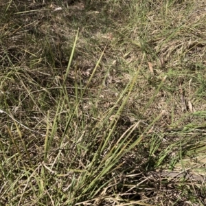 Lomandra sp. at Bruce, ACT - 16 Sep 2023