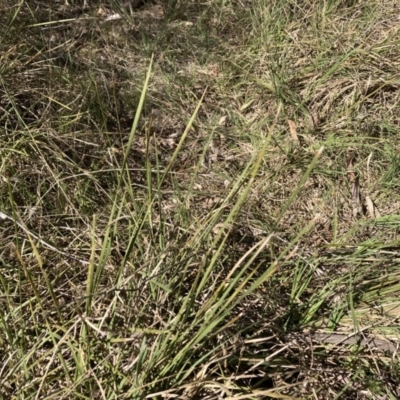 Lomandra (genus) (A Matrush) at Bruce, ACT - 16 Sep 2023 by lyndallh