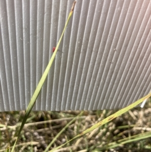 Lomandra sp. at Bruce, ACT - 16 Sep 2023 09:59 AM