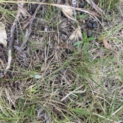 Themeda triandra (Kangaroo Grass) at Bruce Ridge - 15 Sep 2023 by lyndallh