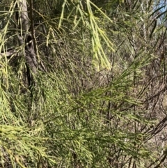 Exocarpos cupressiformis (Cherry Ballart) at Bruce Ridge to Gossan Hill - 15 Sep 2023 by lyndallh