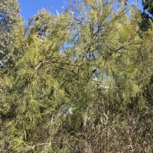 Exocarpos cupressiformis at Bruce, ACT - 16 Sep 2023