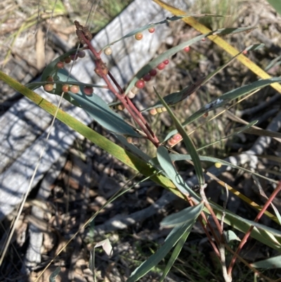 Unidentified Eucalyptus Gall at Bruce Ridge to Gossan Hill - 15 Sep 2023 by lyndallh