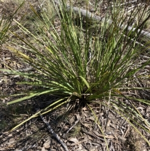 Lomandra longifolia at Bruce, ACT - 16 Sep 2023