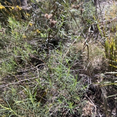 Cassinia quinquefaria (Rosemary Cassinia) at Bruce, ACT - 16 Sep 2023 by lyndallh