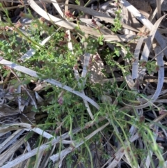 Gonocarpus tetragynus (Common Raspwort) at Bruce, ACT - 16 Sep 2023 by lyndallh