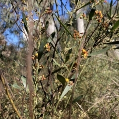 Daviesia mimosoides subsp. mimosoides at Bruce Ridge to Gossan Hill - 15 Sep 2023 by lyndallh