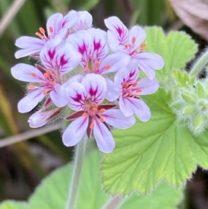 Pelargonium australe at Mallacoota, VIC - 13 Sep 2023