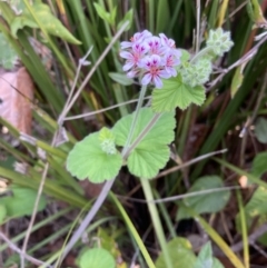 Pelargonium australe at Mallacoota, VIC - 13 Sep 2023