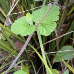 Pelargonium australe at Mallacoota, VIC - 13 Sep 2023