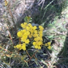 Acacia buxifolia subsp. buxifolia (Box-leaf Wattle) at Bruce, ACT - 15 Sep 2023 by lyndallh