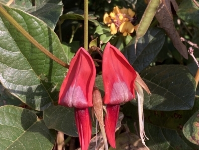 Kennedia rubicunda (Dusky Coral Pea) at Mallacoota, VIC - 13 Sep 2023 by AnneG1