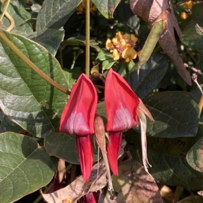 Kennedia rubicunda (Dusky Coral Pea) at Mallacoota, VIC - 13 Sep 2023 by AnneG1