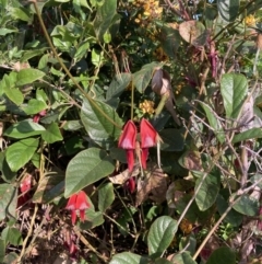 Kennedia rubicunda at Mallacoota, VIC - 13 Sep 2023