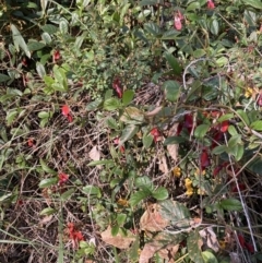 Kennedia rubicunda at Mallacoota, VIC - 13 Sep 2023