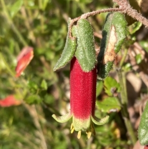 Correa reflexa at Mallacoota, VIC - 13 Sep 2023