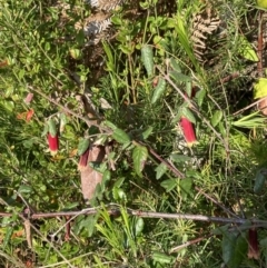 Correa reflexa at Mallacoota, VIC - 13 Sep 2023