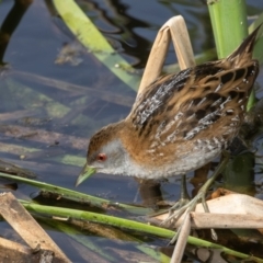 Zapornia pusilla (Baillon's Crake) at Coombs Ponds - 14 Sep 2023 by rawshorty