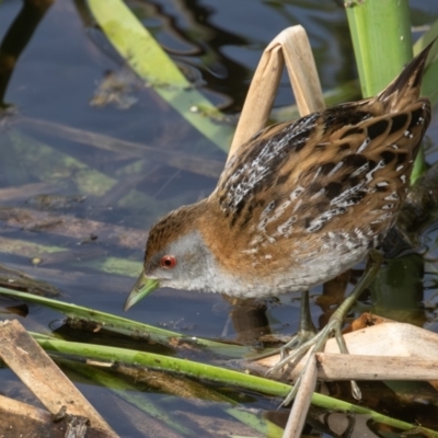 Zapornia pusilla (Baillon's Crake) at Coombs, ACT - 14 Sep 2023 by rawshorty