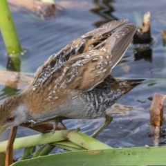 Zapornia pusilla at Coombs, ACT - 15 Sep 2023