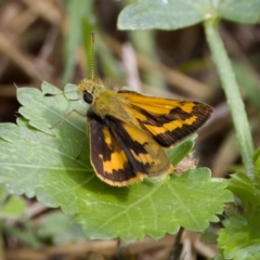 Ocybadistes walkeri (Green Grass-dart) at Stromlo, ACT - 4 Mar 2023 by KorinneM