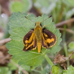 Ocybadistes walkeri at Stromlo, ACT - 5 Mar 2023