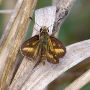 Taractrocera papyria at Stromlo, ACT - 5 Mar 2023