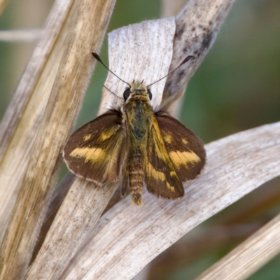 Taractrocera papyria (White-banded Grass-dart) at Stromlo, ACT - 5 Mar 2023 by KorinneM