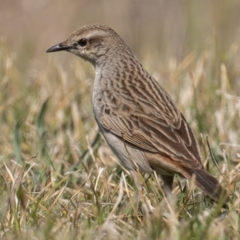 Cincloramphus mathewsi (Rufous Songlark) at Coombs Ponds - 15 Sep 2023 by rawshorty