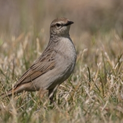 Cincloramphus mathewsi at Coombs, ACT - 15 Sep 2023