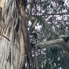 Callocephalon fimbriatum (Gang-gang Cockatoo) at Red Hill to Yarralumla Creek - 15 Sep 2023 by KL