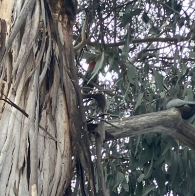 Callocephalon fimbriatum (Gang-gang Cockatoo) at Hughes Grassy Woodland - 15 Sep 2023 by KL