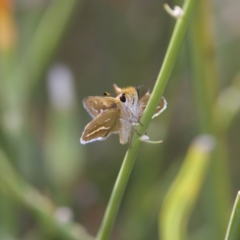 Taractrocera papyria (White-banded Grass-dart) at Stony Creek - 4 Mar 2023 by KorinneM