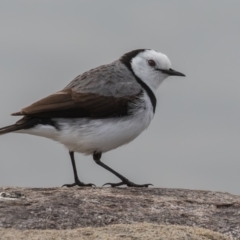 Epthianura albifrons (White-fronted Chat) at Coombs, ACT - 14 Sep 2023 by rawshorty