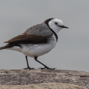 Epthianura albifrons at Coombs, ACT - 15 Sep 2023