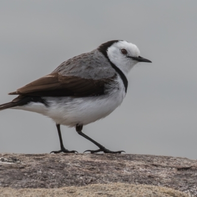 Epthianura albifrons (White-fronted Chat) at Coombs Ponds - 14 Sep 2023 by rawshorty