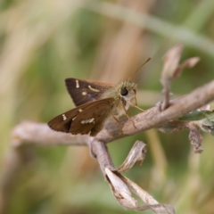 Dispar compacta (Barred Skipper) at Stony Creek - 5 Mar 2023 by KorinneM