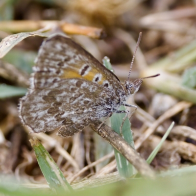 Lucia limbaria (Chequered Copper) at Stromlo, ACT - 4 Mar 2023 by KorinneM