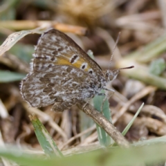 Lucia limbaria at Stromlo, ACT - 5 Mar 2023 10:04 AM