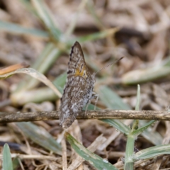 Lucia limbaria at Stromlo, ACT - 5 Mar 2023