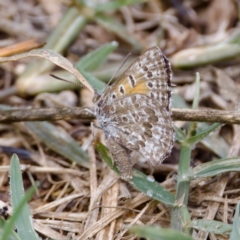 Lucia limbaria at Stromlo, ACT - 5 Mar 2023 10:04 AM